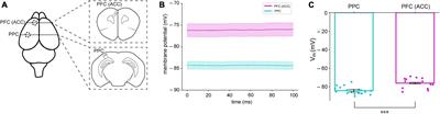 Different resting membrane potentials in posterior parietal cortex and prefrontal cortex in the view of recurrent synaptic strengths and neural network dynamics